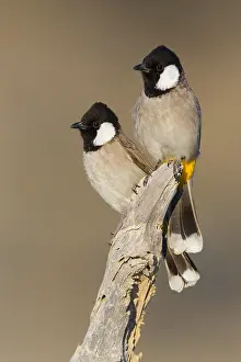 Middle East Wildlife Drucke: White-eared Bulbul