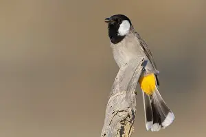 Middle East Wildlife Drucke: White-eared Bulbul