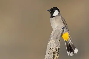 Passeriformes Bird Species Drucke: White-eared Bulbul