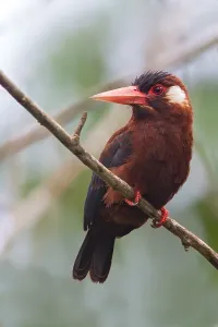 Bird Photography Peru Drucke: White-eared Jacamar
