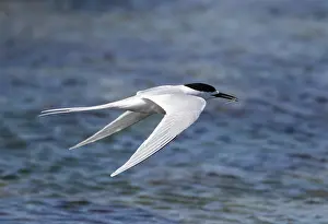Marine Bird Species Drucke: White-fronted Tern, Sterna striata