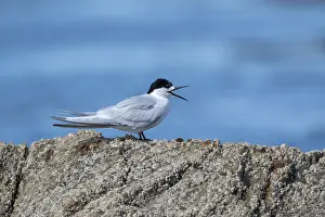 Marine Bird Species Drucke: White-fronted Tern, Sterna striata