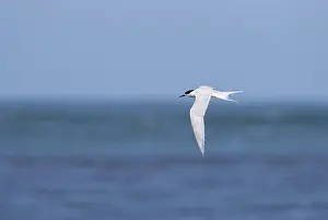 Marine Bird Species Drucke: White-fronted Tern, Sterna striata