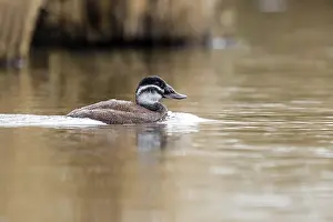 Endangered Bird Species Drucke: White-headed, Duck, Witkopeend, Oxyura leucocephala