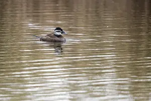 Endangered Bird Species Drucke: White-headed, Duck, Witkopeend, Oxyura leucocephala