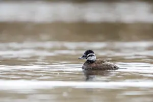 Endangered Bird Species Drucke: White-headed, Duck, Witkopeend, Oxyura leucocephala