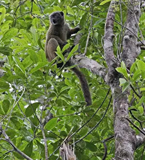 November Drucke: Weißkopflemur, Eulemur albifrons.