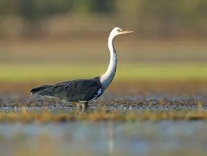 Australian Nature Photography Drucke: White-necked Heron, Ardea pacifica