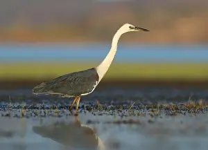 Queensland Nature Reserve Drucke: White-necked Heron, Ardea pacifica