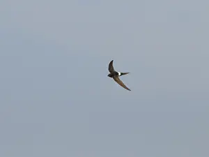 Flying Birds Of Prey Drucke: White-rumped Swift, Apus caffer