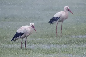 Bilder Datiert 1. Mai 2018: Weißer Storch