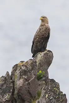 Haliaeetus Albicilla Species Drucke: White-tailed Eagle