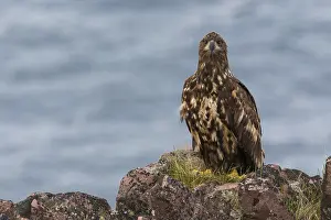 Haliaeetus Albicilla Drucke: White-tailed Eagle