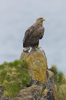 Haliaeetus Albicilla Species Drucke: White-tailed Eagle