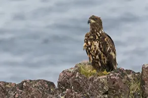 Haliaeetus Albicilla Drucke: White-tailed Eagle
