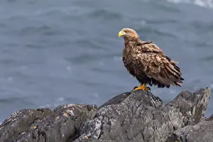 Haliaeetus Albicilla Drucke: White-tailed Eagle
