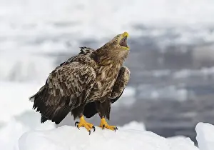 Hokkaido Japan Wildlife Drucke: White-tailed eagle crying