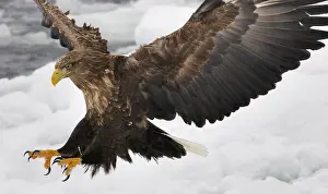 Eagle In Flight Drucke: White-tailed eagle descending