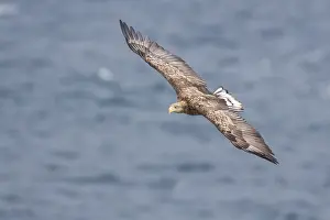 White Tailed Eagle Drucke: White-tailed Eagle in flight