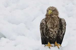 Hokkaido Japan Wildlife Drucke: White-tailed eagle sitting