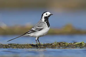 Italian Wildlife Photography Drucke: White Wagtail