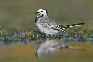 European Wildlife Nature Drucke: White Wagtail