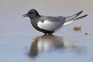 Weißflügeltern