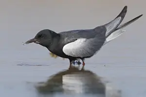 Weißflügeltäube
