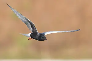 Wildlife In Italy Drucke: White-winged Tern