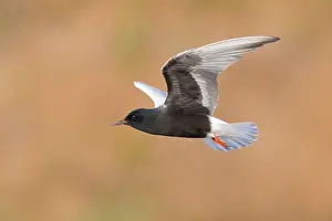 Wildlife In Italy Drucke: White-winged Tern