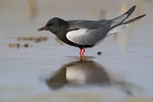 Nature Photography Birds Drucke: White-winged Tern