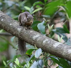 Asian Wildlife Animals Drucke: Whitish Dwarf Squirrel, Prosciurillus leucomus