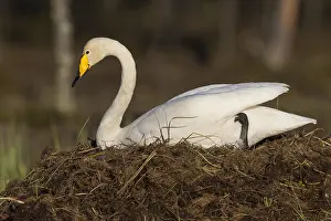 Whooper Swan Habitat Drucke: Whooper Swan