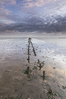 Low Tide Mudflats Europe Drucke: the Wierumerwad