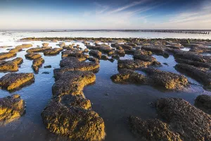 Low Tide Mudflats Europe Drucke: Wierumerwad, Waddenzee