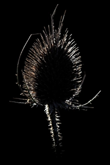 Wild Teasel Drucke: Wild Teasel, Dipsacus fullonum