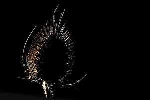 Wild Teasel Drucke: Wild Teasel, Dipsacus fullonum