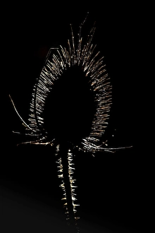Wild Teasel Drucke: Wild Teasel, Dipsacus fullonum