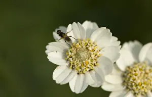 Dutch Wildflowers Drucke: Wilde bertram