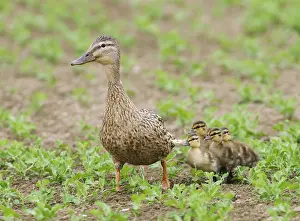 Mallard Chicks Drucke: Wilde Eend;Mallard;Anas platyrhynchos;