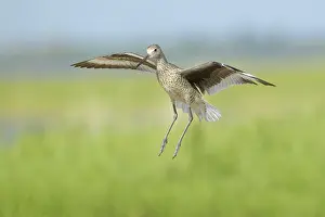 Willet