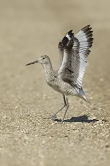 Willet