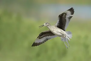 Wildlife In North America Drucke: Willet