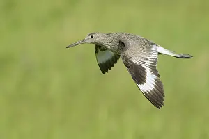 Willet