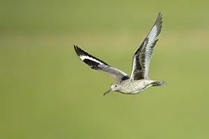 Willet