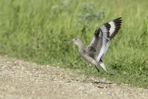 Willet