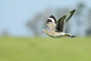 Willet