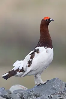 Lagopus Lagopus Drucke: Willow Ptarmigan