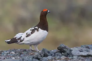 Wildlife Animals Drucke: Willow Ptarmigan