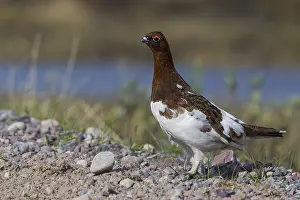 Wildlife Animals Drucke: Willow Ptarmigan